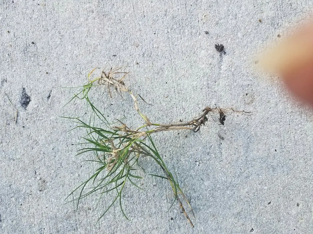 Professional residential landscaping for homes across Southwest Ranches, FL - Valdes Gardens Nursery