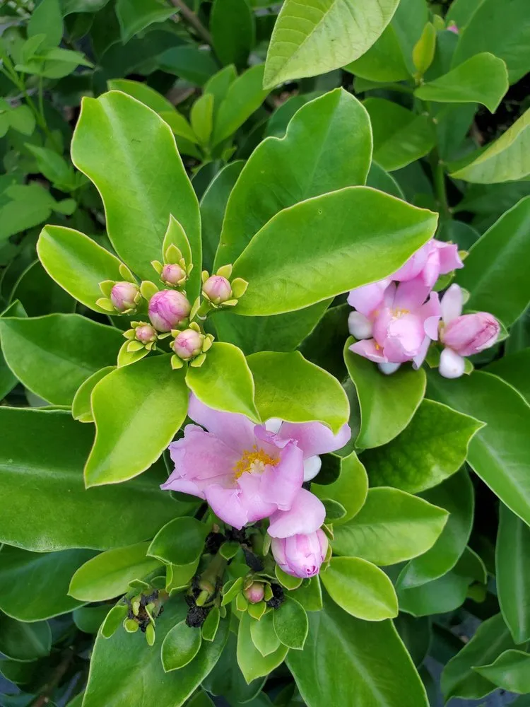 Professional landscaping services for residential properties across Southwest Ranches, FL - Valdes Gardens Nursery