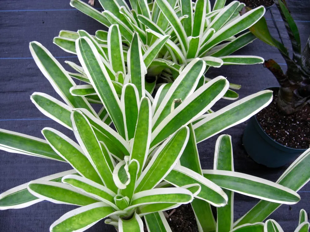 Expert lawn mowing service for residential properties in Southwest Ranches, FL by Valdes Gardens Nursery