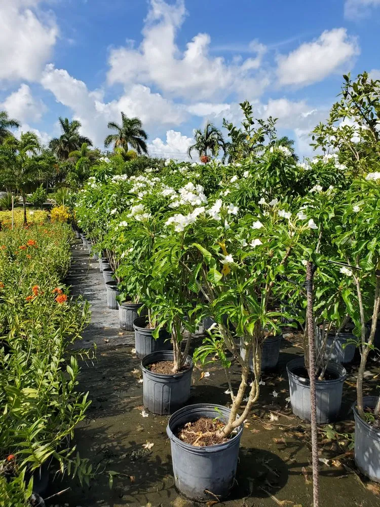 Reliable residential landscaping in Southwest Ranches, FL - Valdes Gardens Nursery