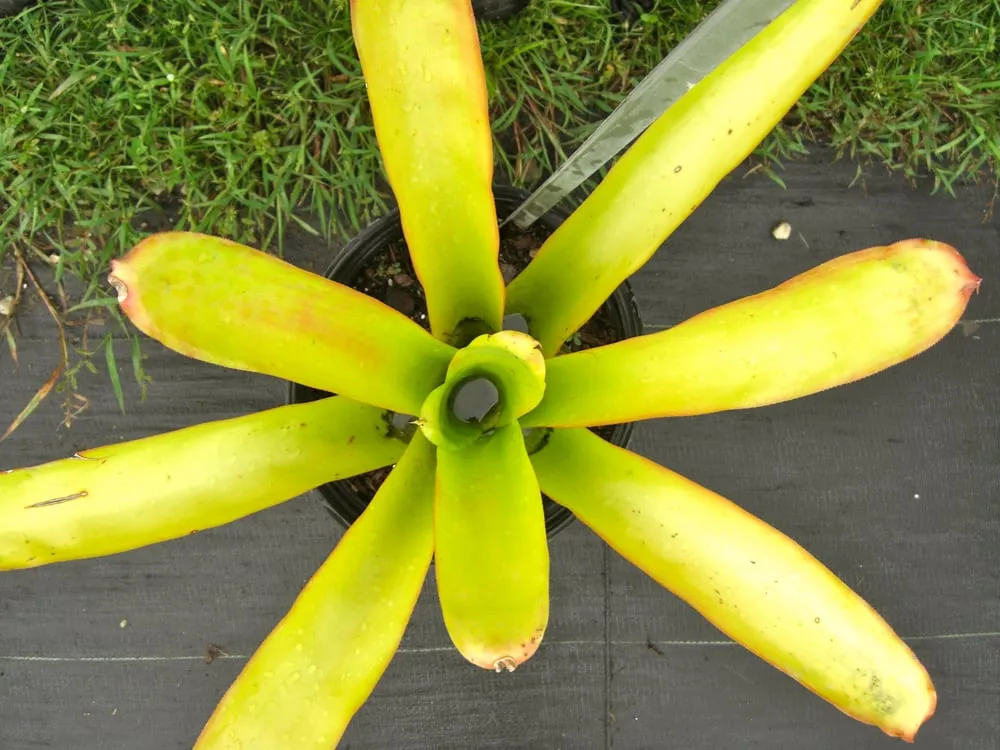 Top-rated lawn care service in Southwest Ranches, FL - Valdes Gardens Nursery