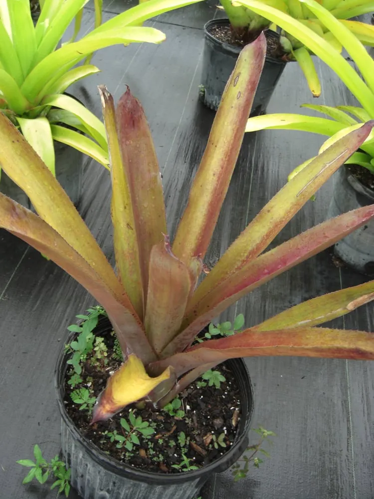 Affordable landscape installation for beautiful yards across Southwest Ranches, FL - Valdes Gardens Nursery