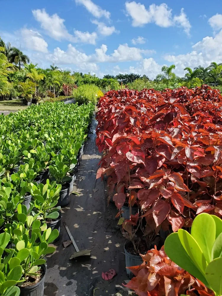 Trusted garden landscaping for homes in Southwest Ranches, FL by Valdes Gardens Nursery