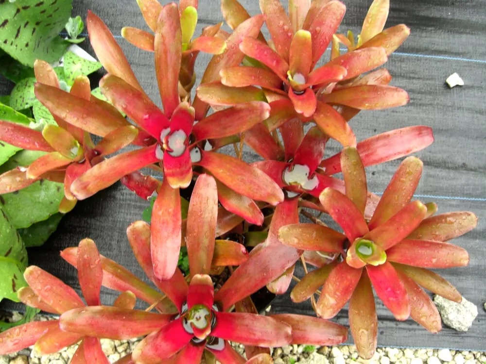 Trusted garden landscaping for outdoor upgrades across Southwest Ranches, FL - Valdes Gardens Nursery