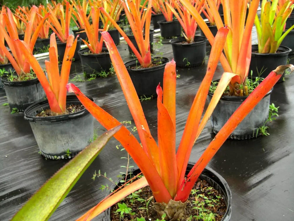 Custom residential landscaping with custom design across Southwest Ranches, FL - Valdes Gardens Nursery