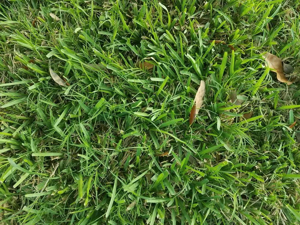 Custom outdoor landscaping in Southwest Ranches, FL - Valdes Gardens Nursery