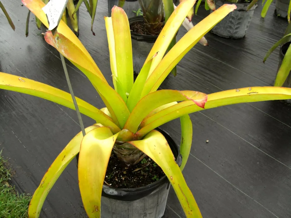 Trusted residential landscaping in Southwest Ranches, FL by Valdes Gardens Nursery