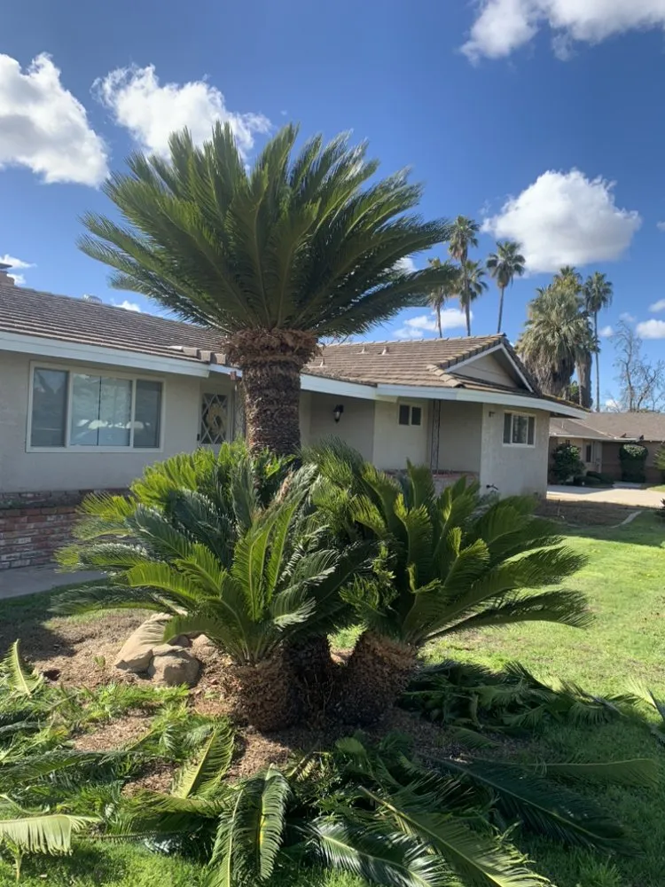 Top-rated outdoor landscaping experts serving Fresno, CA - Valdez Gardening Services