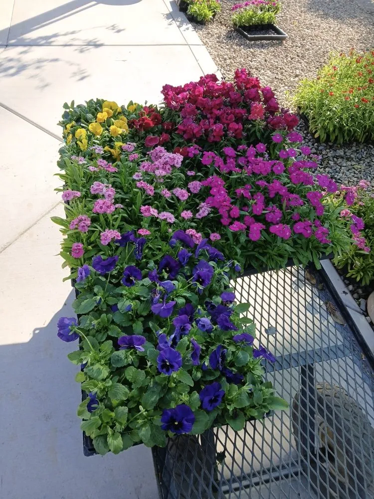 Reliable landscape design in Fresno, CA by Valdez Gardening Services