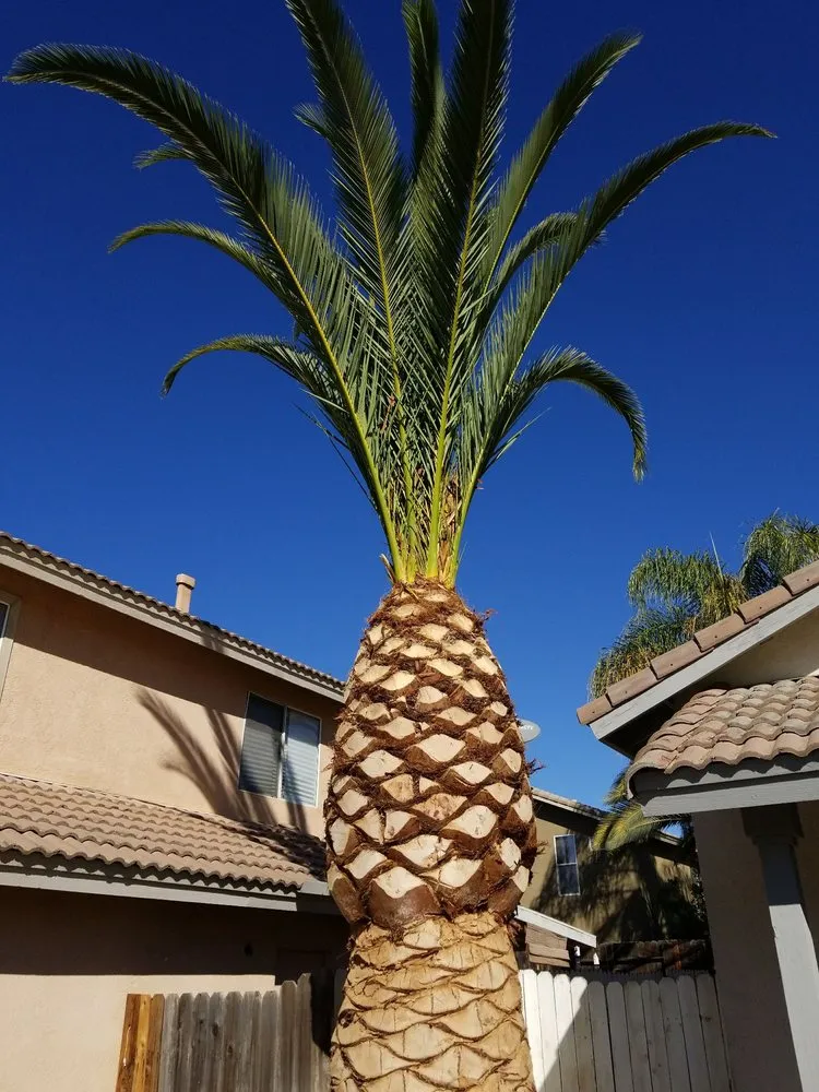 Trusted lawn care service in Murrieta, CA - Valdez Landscaping