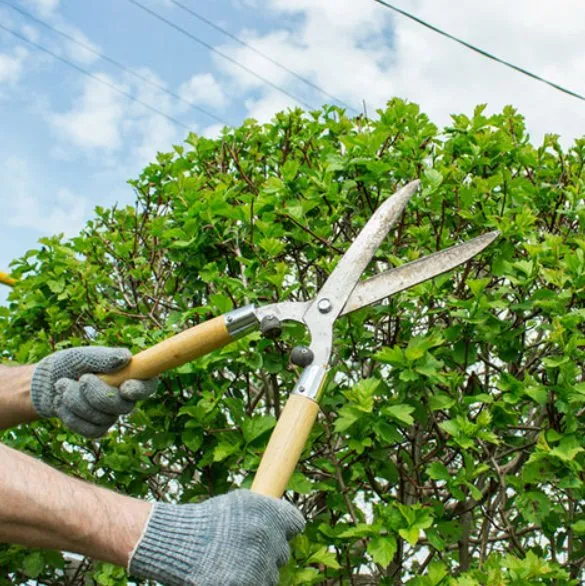 Professional landscape design in Mars Hill, NC - Valdez Landscaping Services