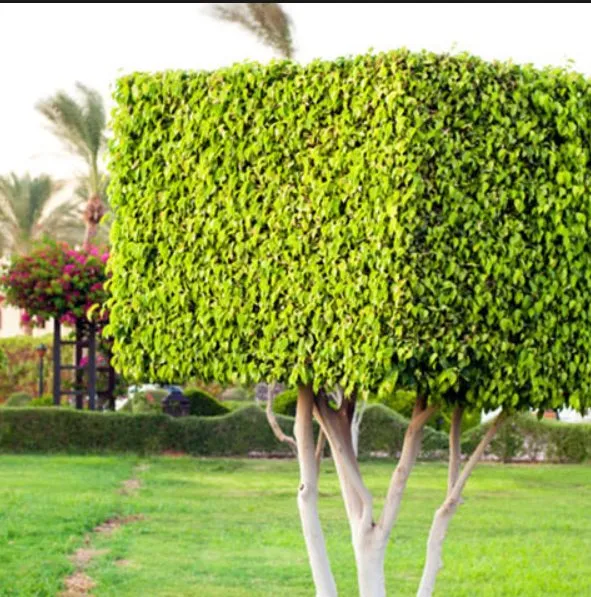 Expert lawn mowing service in Mars Hill, NC by Valdez Landscaping Services