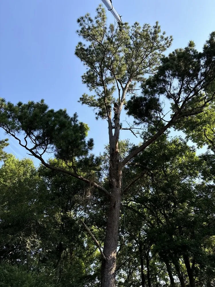 Professional outdoor landscaping in Hahira, GA by Valdosta Tree Removal