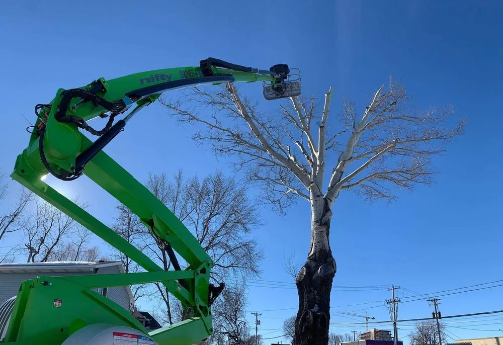 Reliable yard maintenance experts serving Hahira, GA - Valdosta Tree Removal