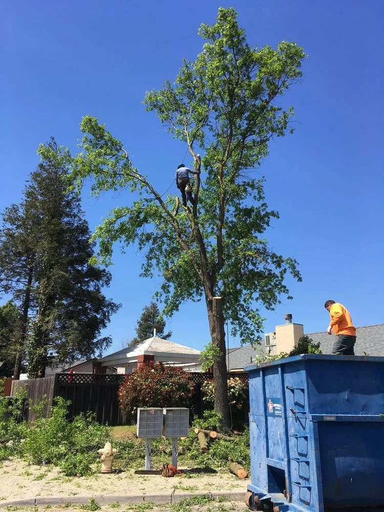 Professional lawn care service experts serving Ceres, CA - Valencia Landscape