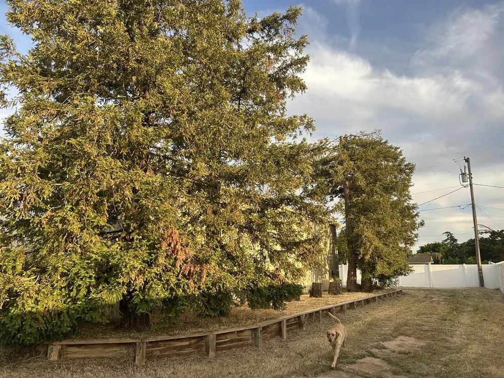 Professional landscape design experts serving Madera, CA - Valencia Landscaping and Tree Services