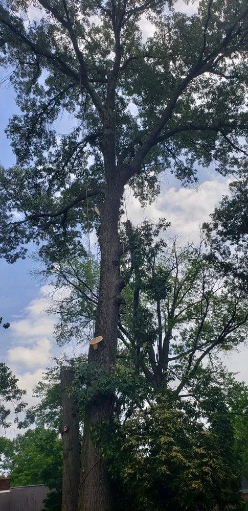 Expert yard cleanup service for outdoor upgrades across Lanham, MD - Valencia Landscaping