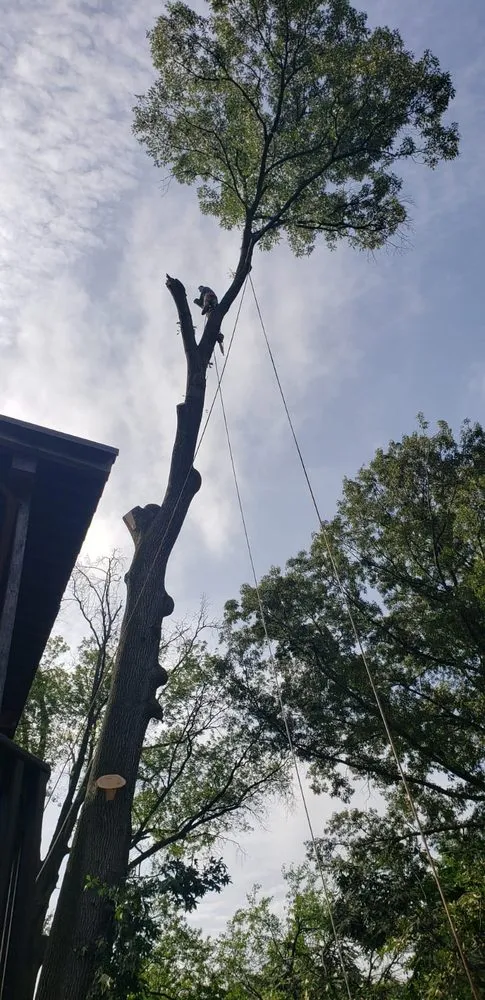 Reliable landscape installation for year-round maintenance in Lanham, MD by Valencia Landscaping