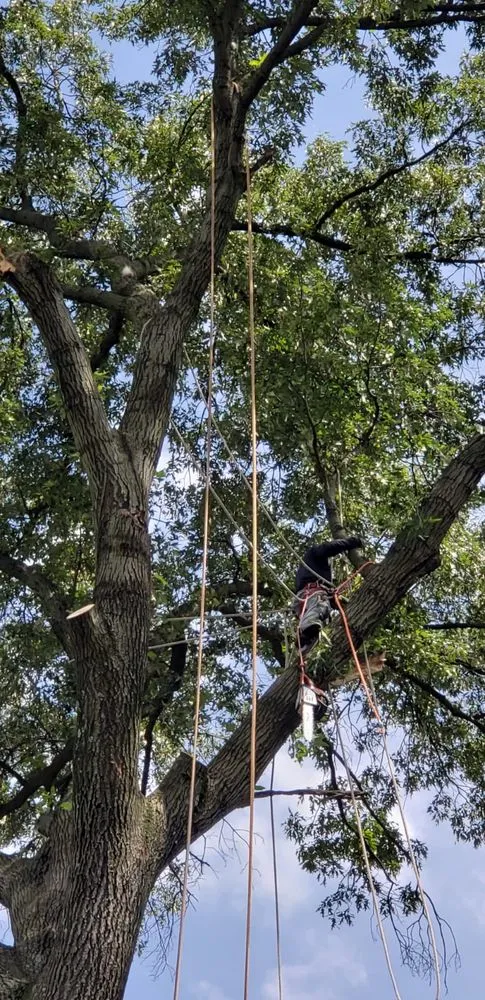 Affordable landscape design in Lanham, MD by Valencia Landscaping