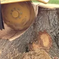 Expert landscape design for beautiful yards in Phoenix, AZ by Valencia Torres Landscaping