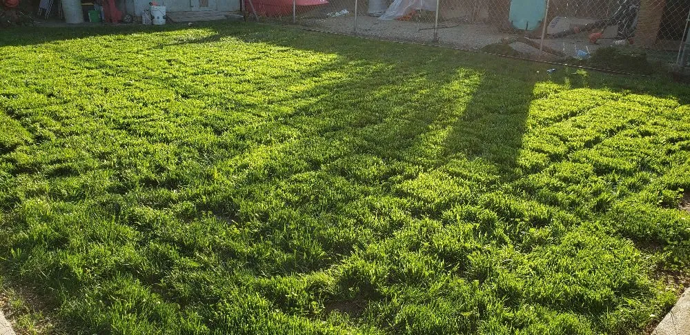 Affordable lawn care service in Livermore, CA - Valencia's Gardening Service