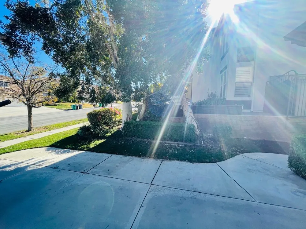 Local landscape design in Corona, CA - Valencias Landcape Tree