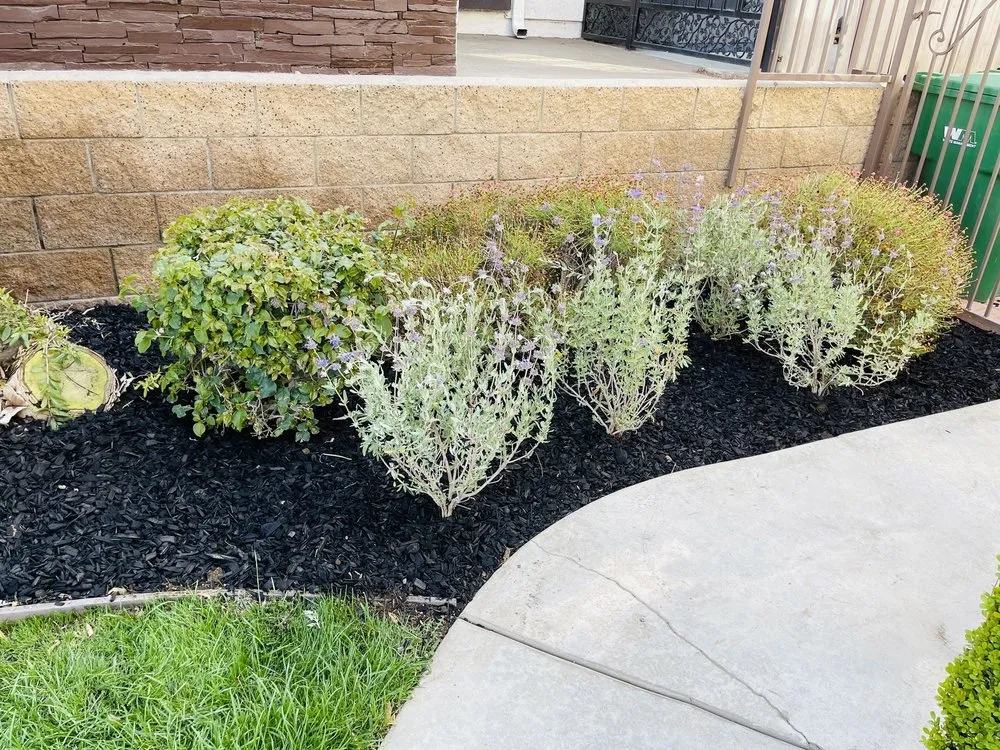 Expert landscape design in Corona, CA - Valencias Landcape Tree