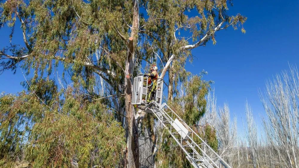 Affordable lawn mowing service in Houston, TX - Valentin Greener