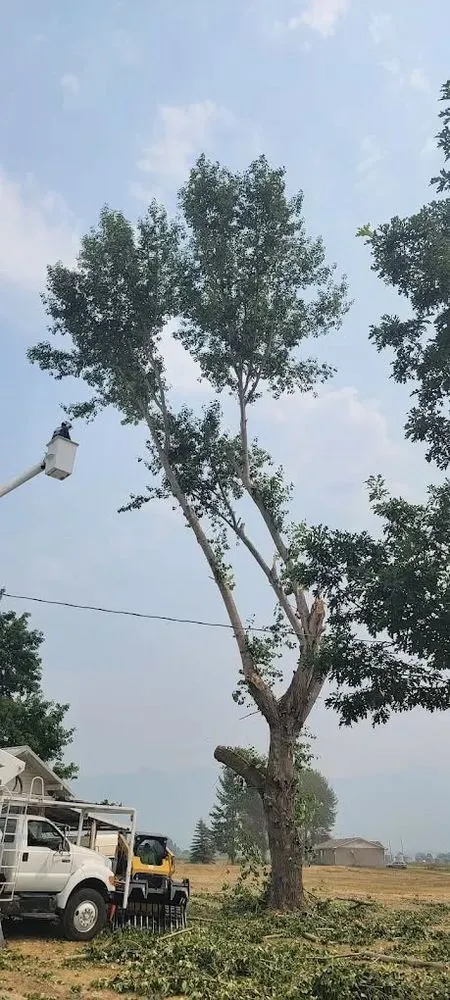 Local outdoor landscaping near you in Houston, TX by Valentin Greener