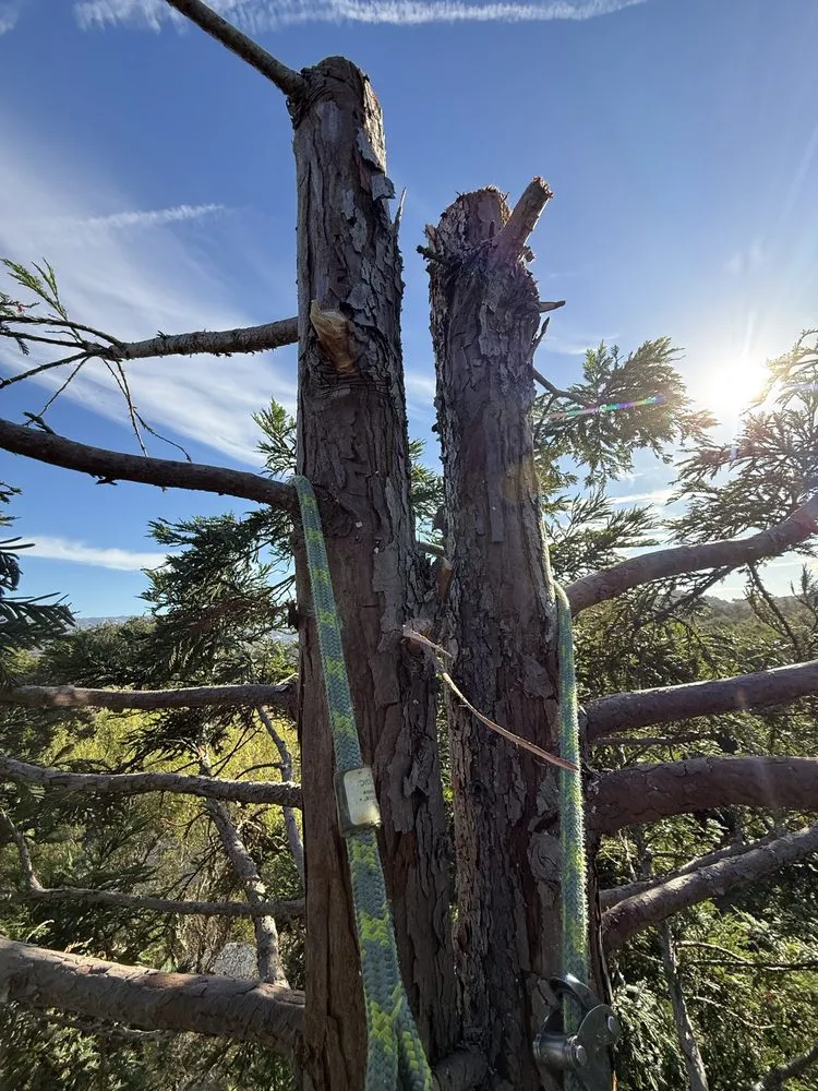 Reliable landscape design for beautiful yards in Santa Rosa, CA by Valentin Landscaping