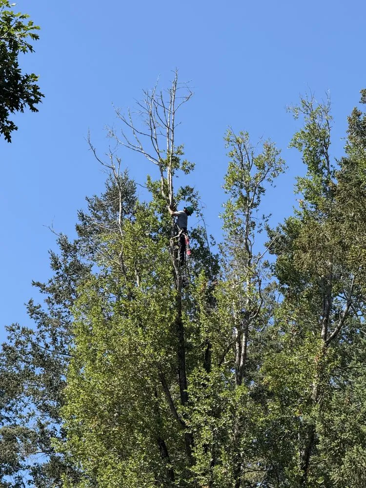 Custom outdoor landscaping for year-round maintenance across Santa Rosa, CA - Valentin Landscaping