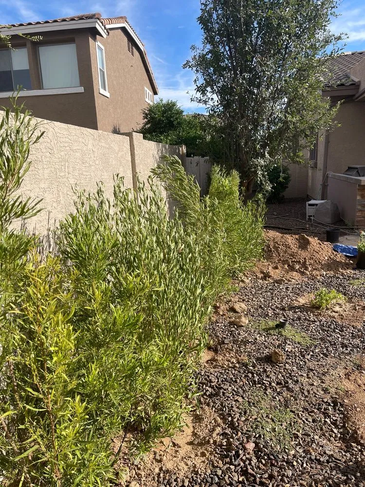 Professional lawn care service in Avondale, AZ - Valentine Landscaping