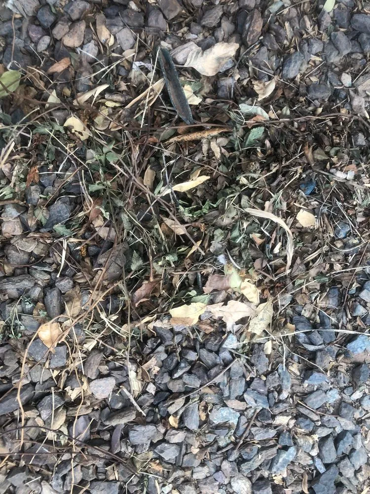 Top-rated residential landscaping with custom design in Avondale, AZ by Valentine Landscaping