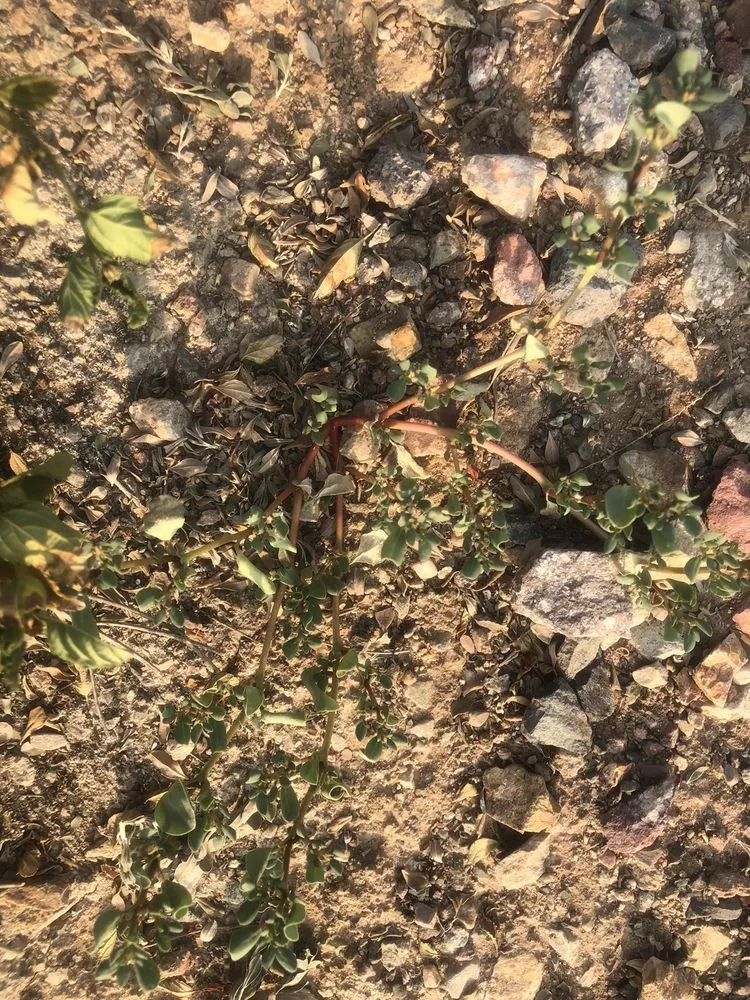 Reliable lawn care service near you in Avondale, AZ by Valentine Landscaping