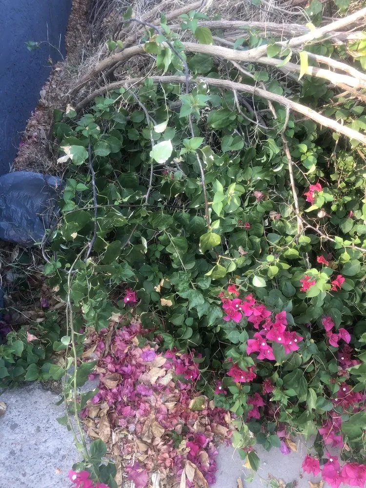 Top-rated landscape installation in Avondale, AZ by Valentine Landscaping