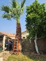 Local yard maintenance in Avondale, AZ - Valentine Landscaping