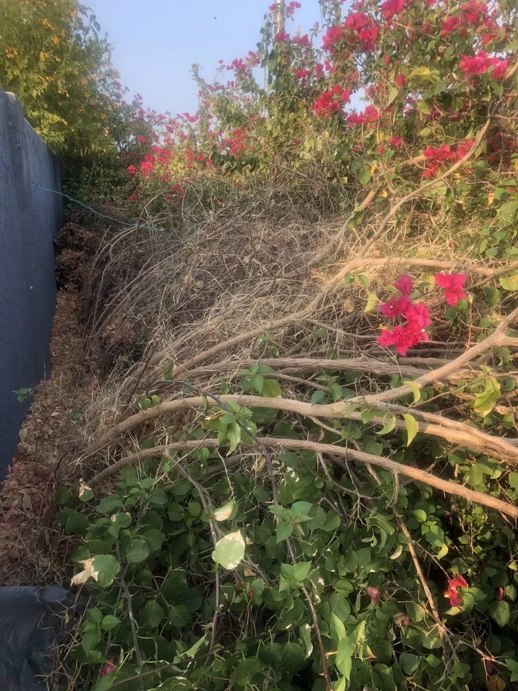 Affordable yard maintenance for outdoor upgrades across Avondale, AZ - Valentine Landscaping