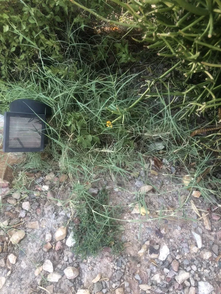 Affordable yard maintenance for year-round maintenance across Avondale, AZ - Valentine Landscaping