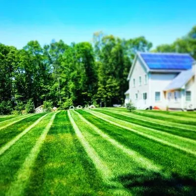 Valentine Lawn Solutions