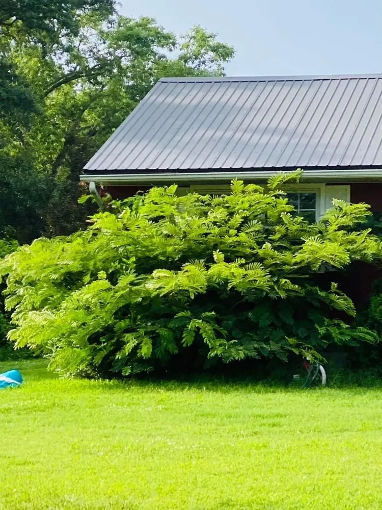 Professional yard cleanup service experts serving Salisbury, MD - Valentino lawn Care Service