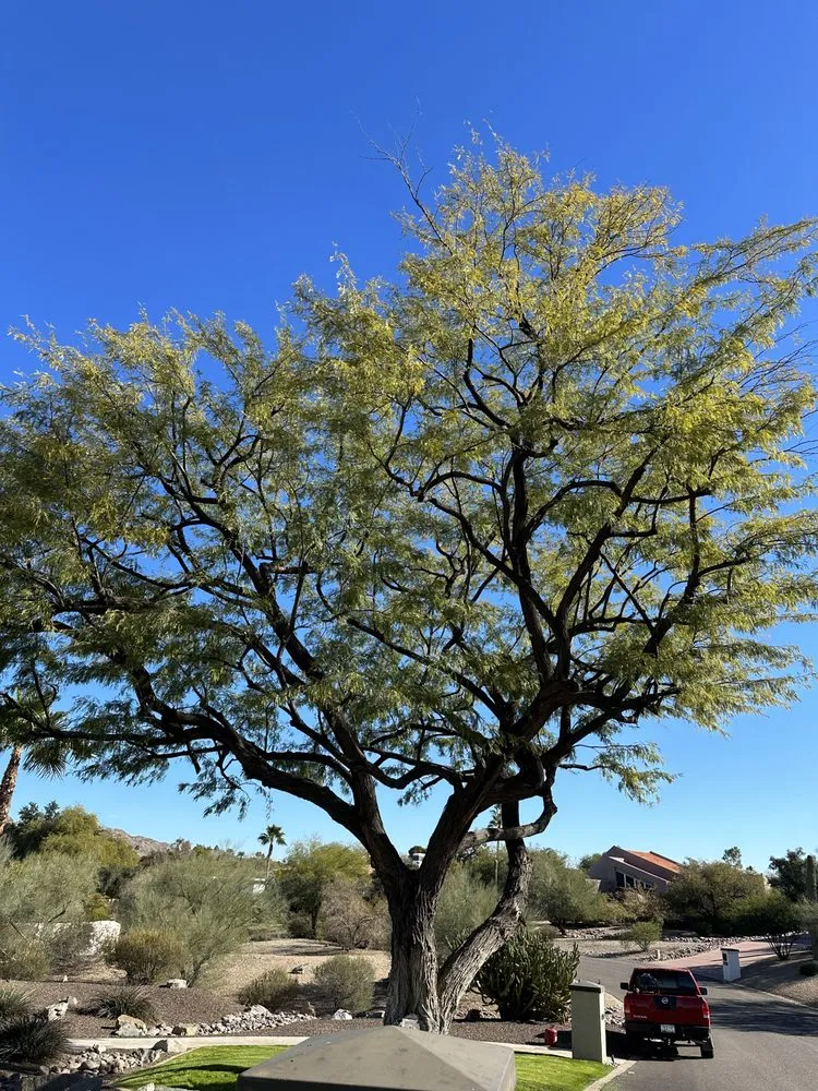 Affordable lawn care service in Casa Grande, AZ by Valenzuela Landscaping Services