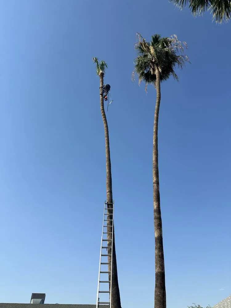 Local yard cleanup service in Casa Grande, AZ - Valenzuela Landscaping Services