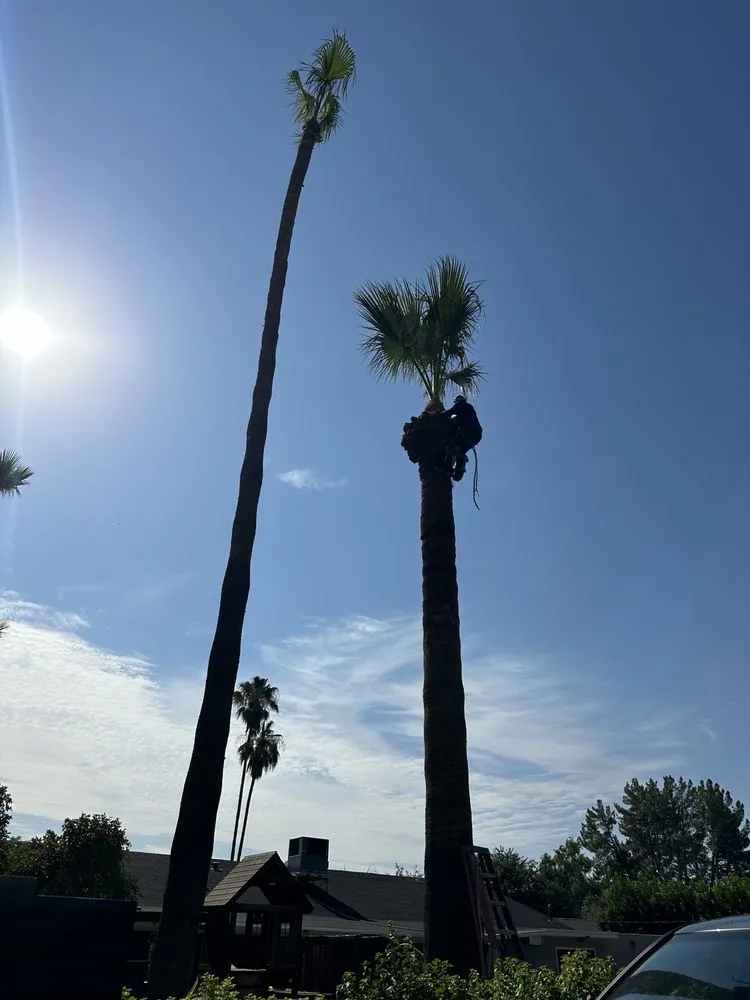 Trusted landscaping services in Casa Grande, AZ by Valenzuela Landscaping Services