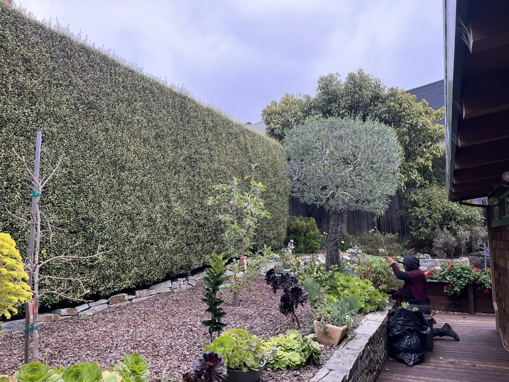 Professional garden landscaping experts serving Novato, CA - Valiente Landscape Contractor