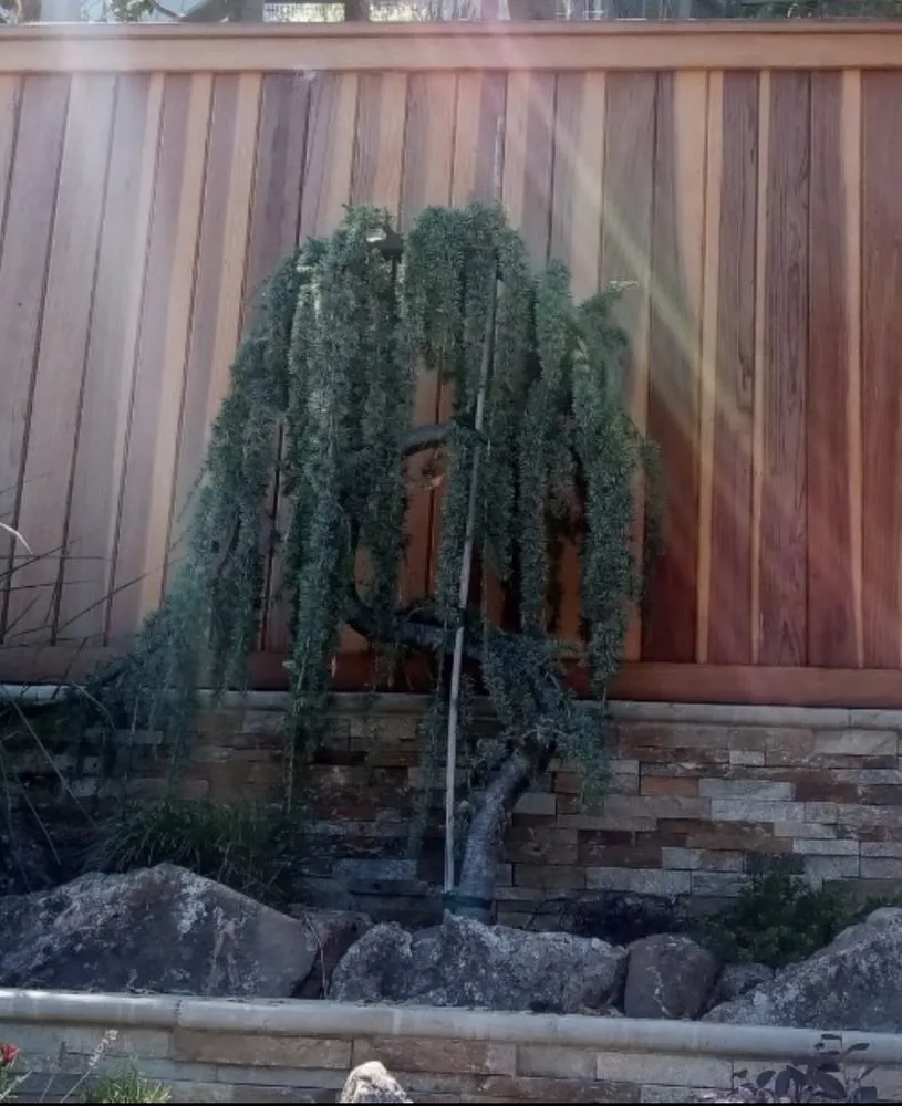 Trusted landscaping services experts serving Novato, CA - Valiente Landscape Contractor