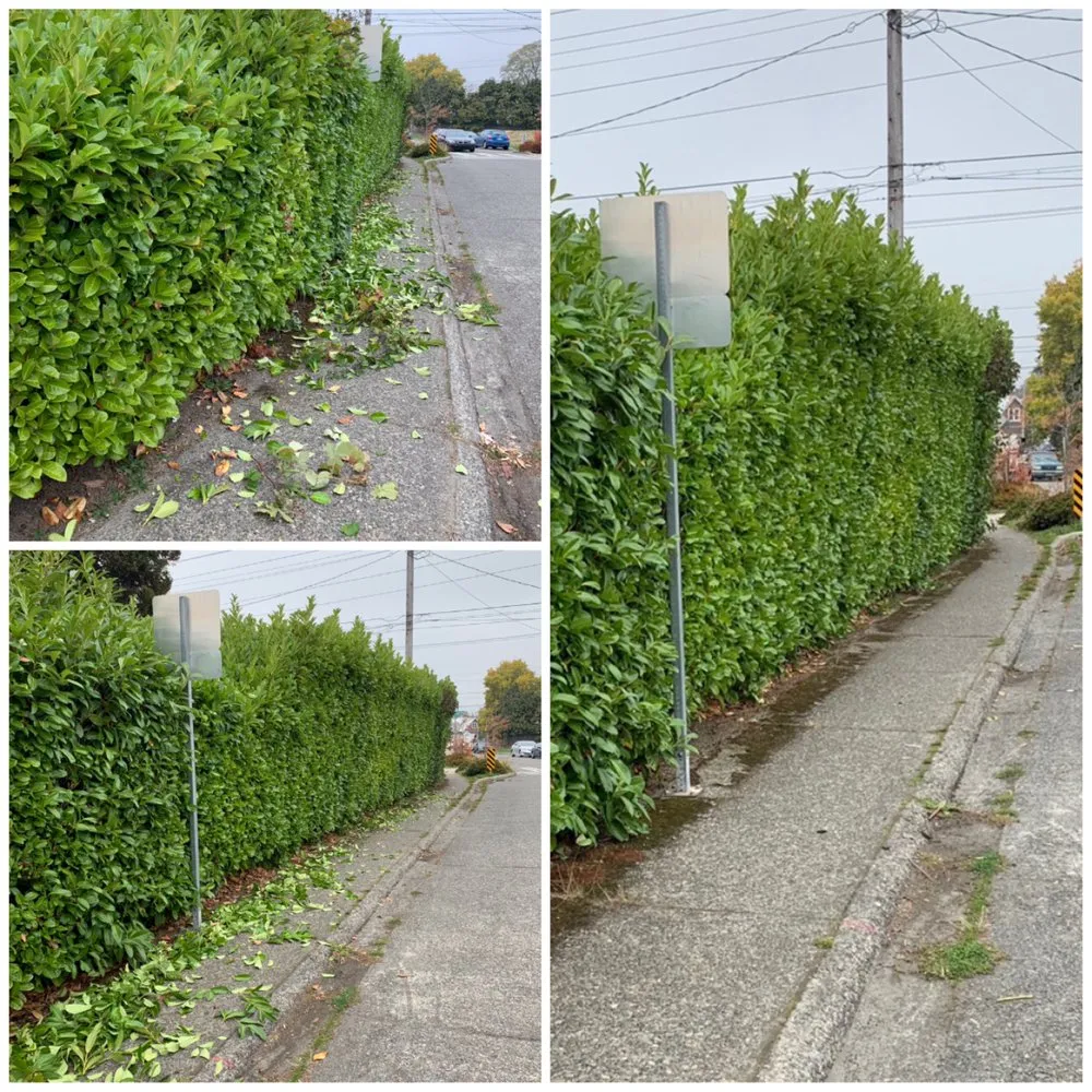 Professional yard cleanup service in Seattle, WA - Vallartas landscaping