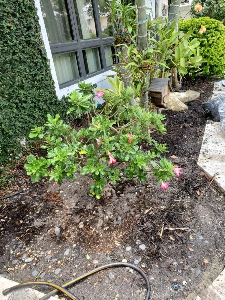 Expert outdoor landscaping experts serving Pompano Beach, FL - Valle Landscape Design and Service