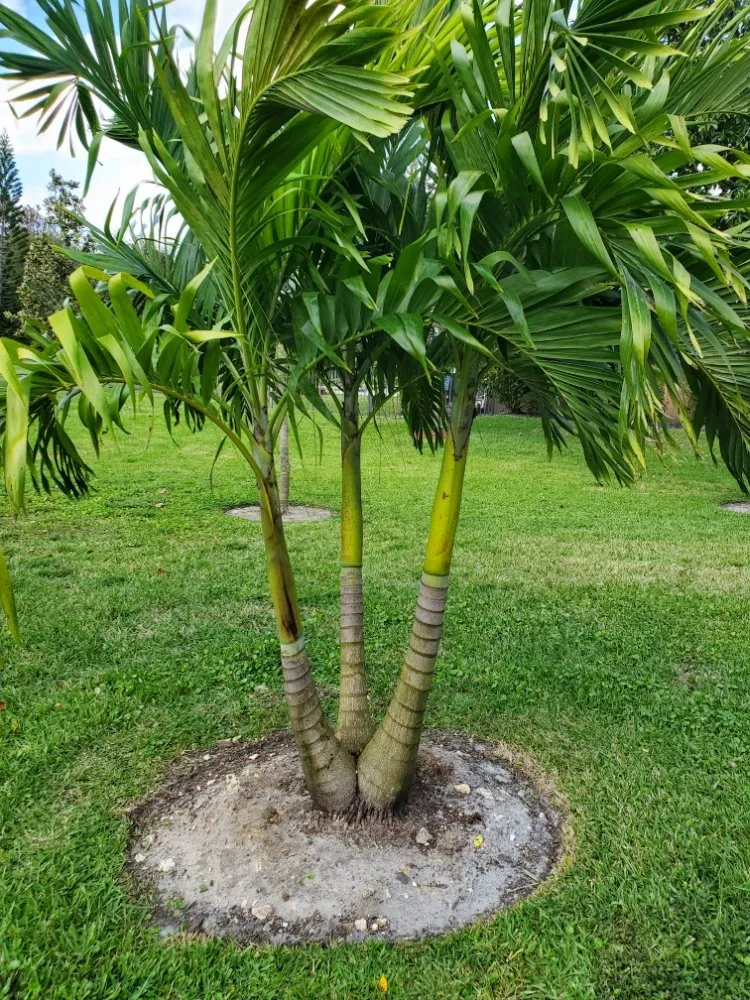 Local landscape installation for outdoor upgrades in Pompano Beach, FL by Valle Landscape Design and Service