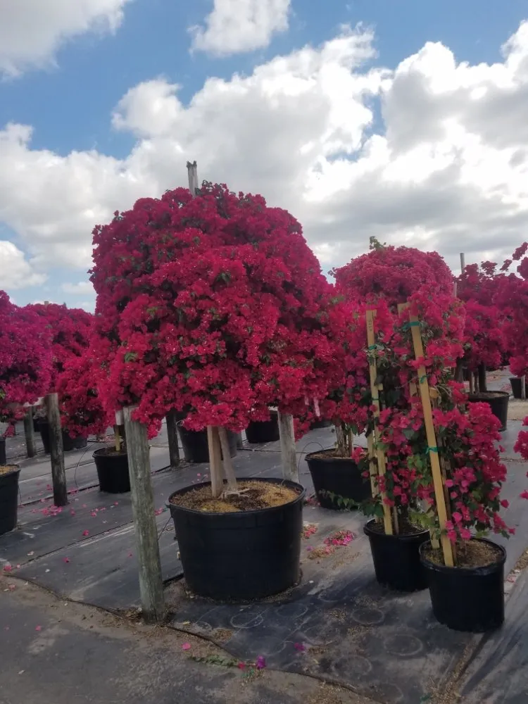 Professional yard cleanup service in Pompano Beach, FL - Valle Landscape Design and Service