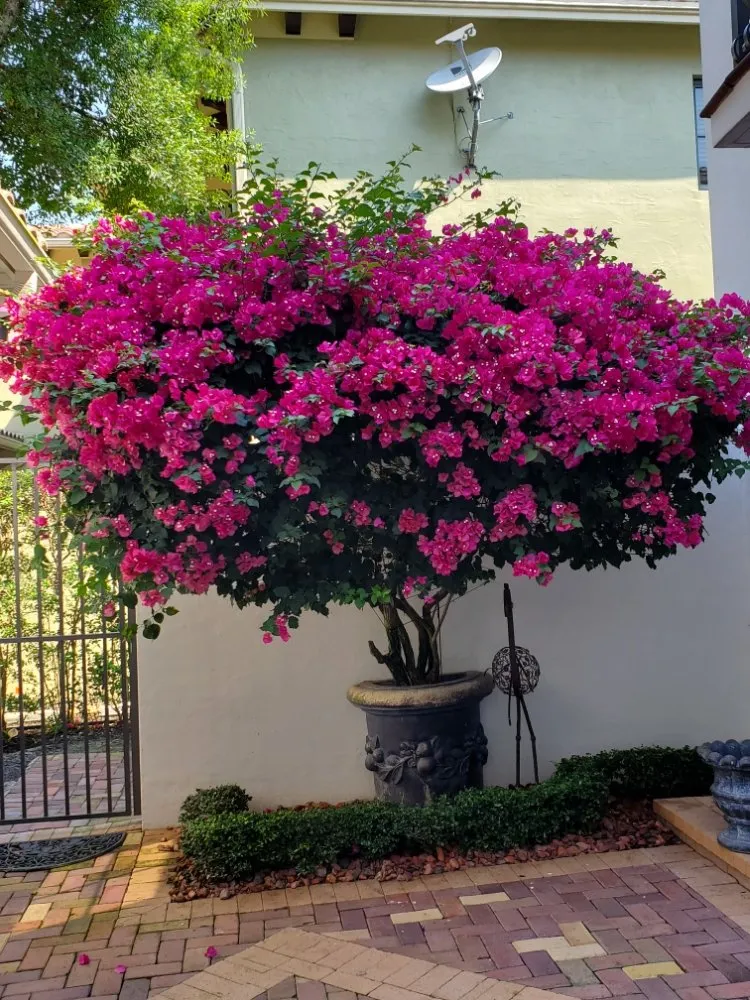 Expert landscaping services in Pompano Beach, FL - Valle Landscape Design and Service